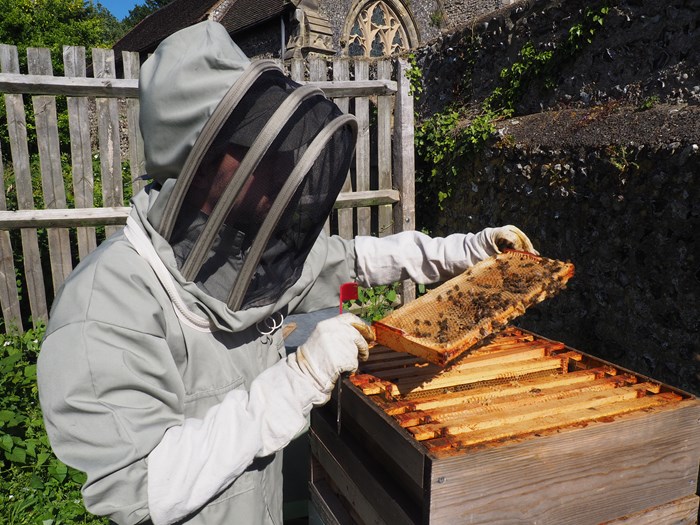 Beekeeper inspecting honeycomb and bees